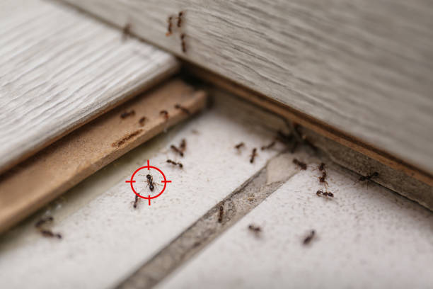 Best Ant Control Services  in Samsula Spruce Creek, FL