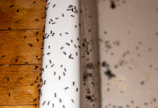 Professional Pest Control in Samsula Spruce Creek, FL